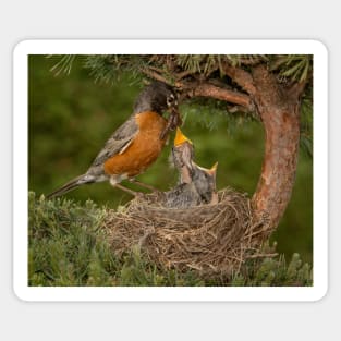 American Robin Feeding Chicks Sticker